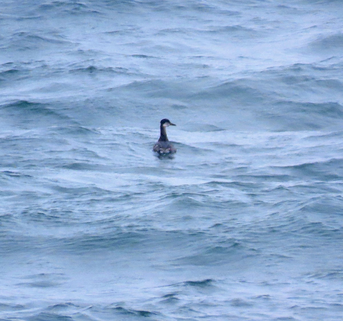 gråstrupedykker - ML615786467