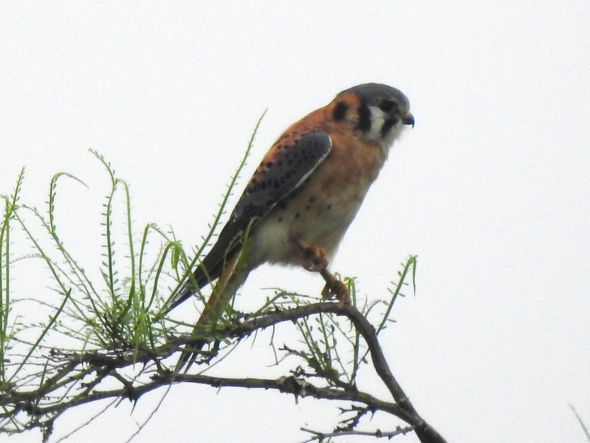 American Kestrel - ML615786529