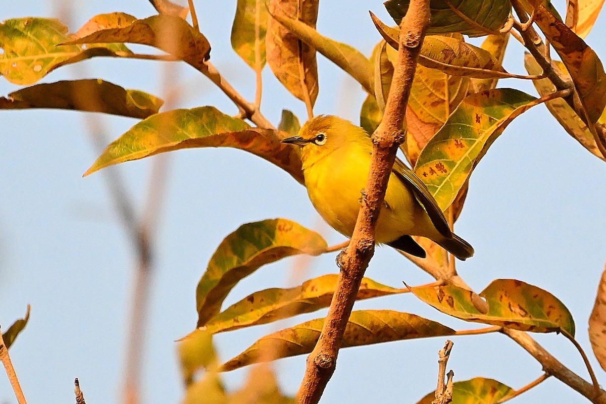 Northern Yellow White-eye - ML615786530