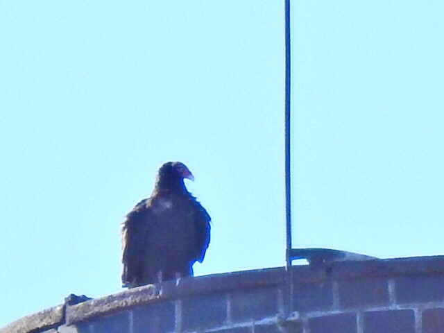 Turkey Vulture - ML615786664