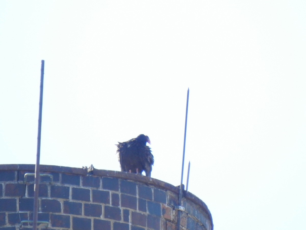 Turkey Vulture - ML615786674