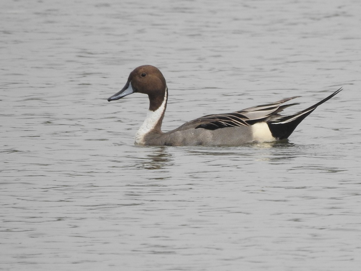 Northern Pintail - Molly Houck