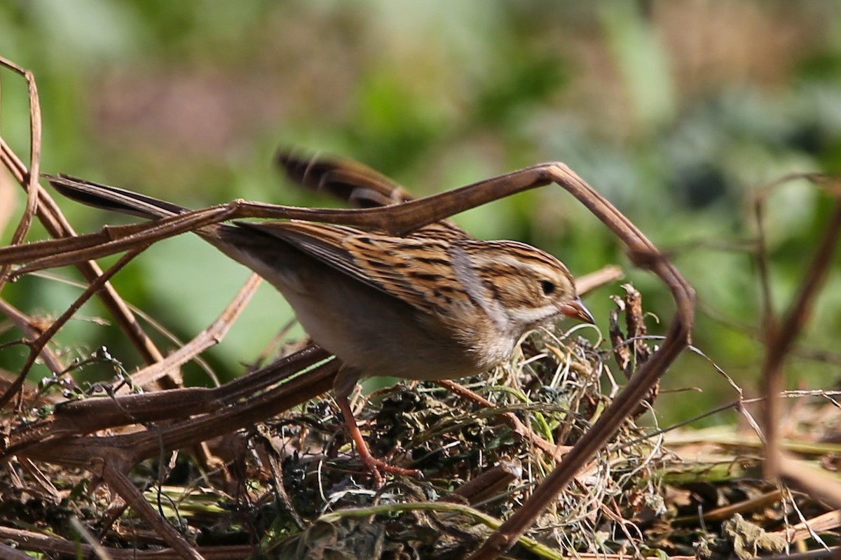 Clay-colored Sparrow - Zhi Zheng