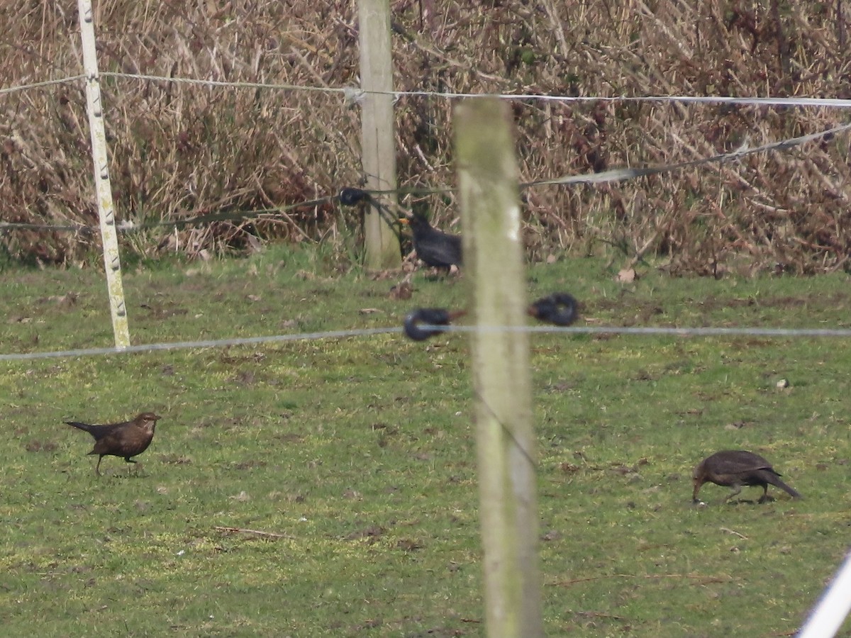 Eurasian Blackbird - ML615786758