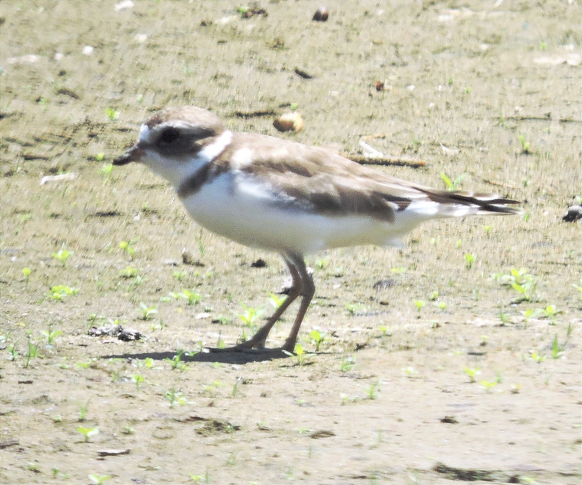 Semipalmated Plover - ML615786797