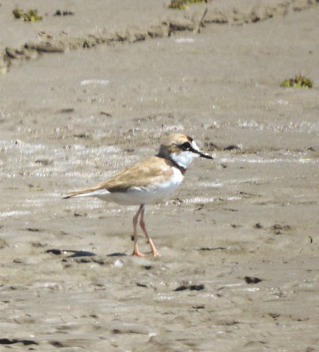 Collared Plover - ML615786798