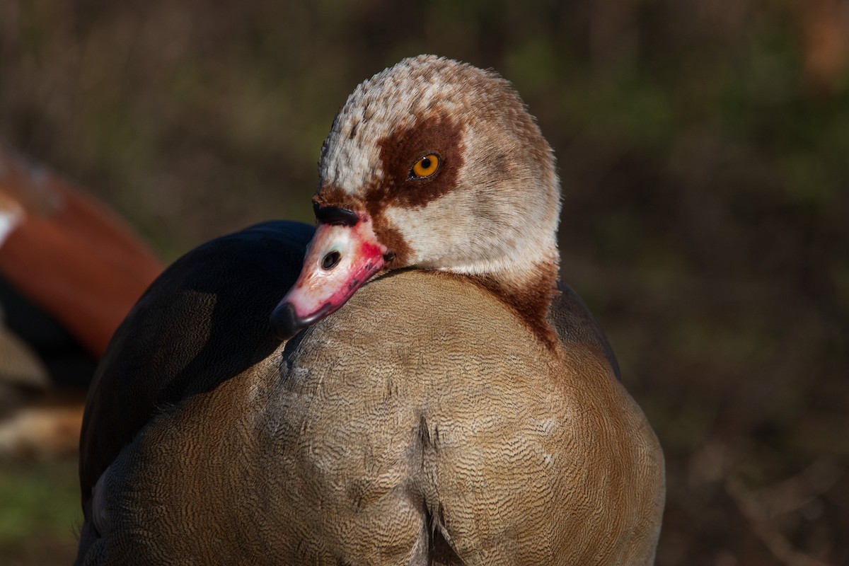 Egyptian Goose - ML615786813