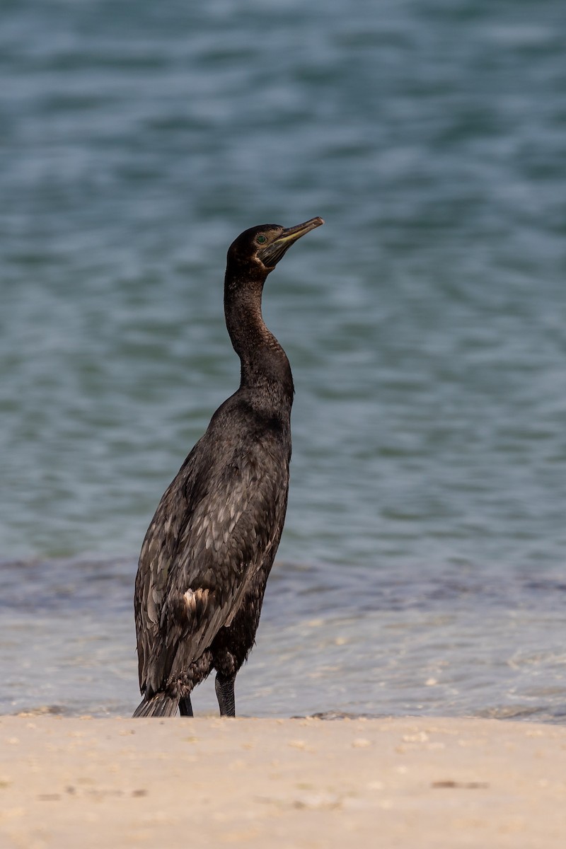 Cormorán Grande - ML615786887