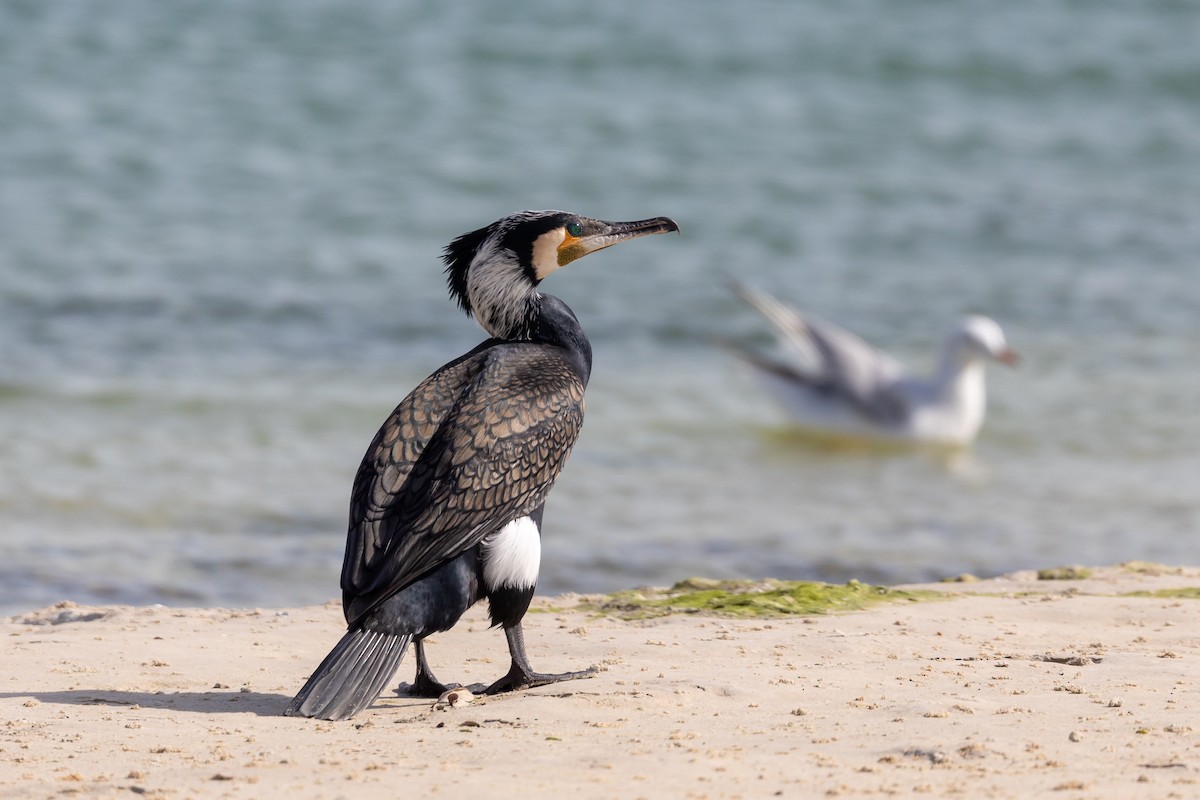 Great Cormorant - ML615786889