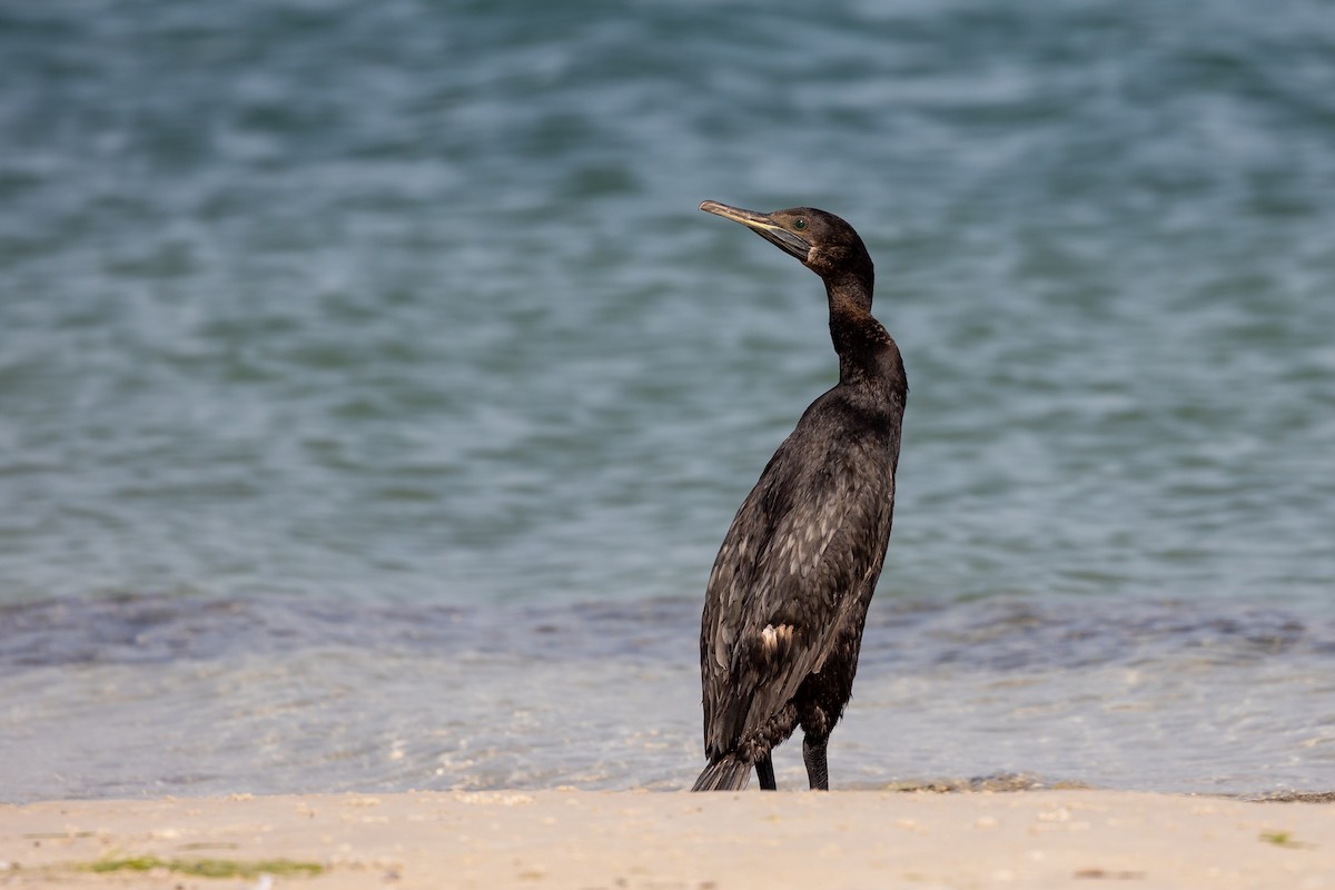 Cormorán Grande - ML615786890