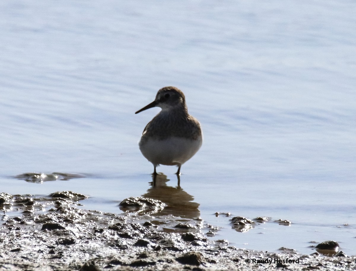 Baird's Sandpiper - Randy Hesford