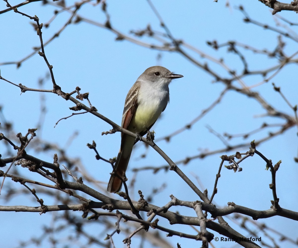 Ash-throated Flycatcher - Randy Hesford