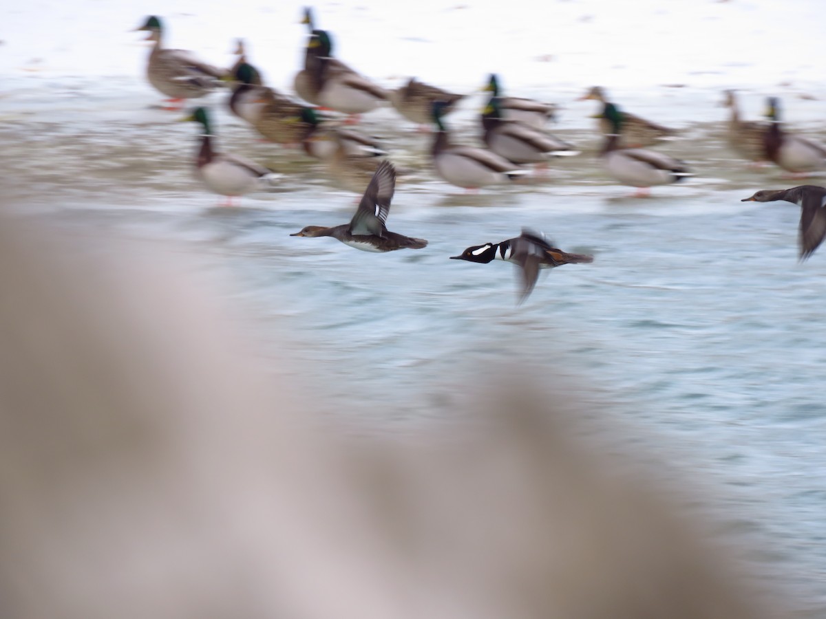 Hooded Merganser - ML615787168