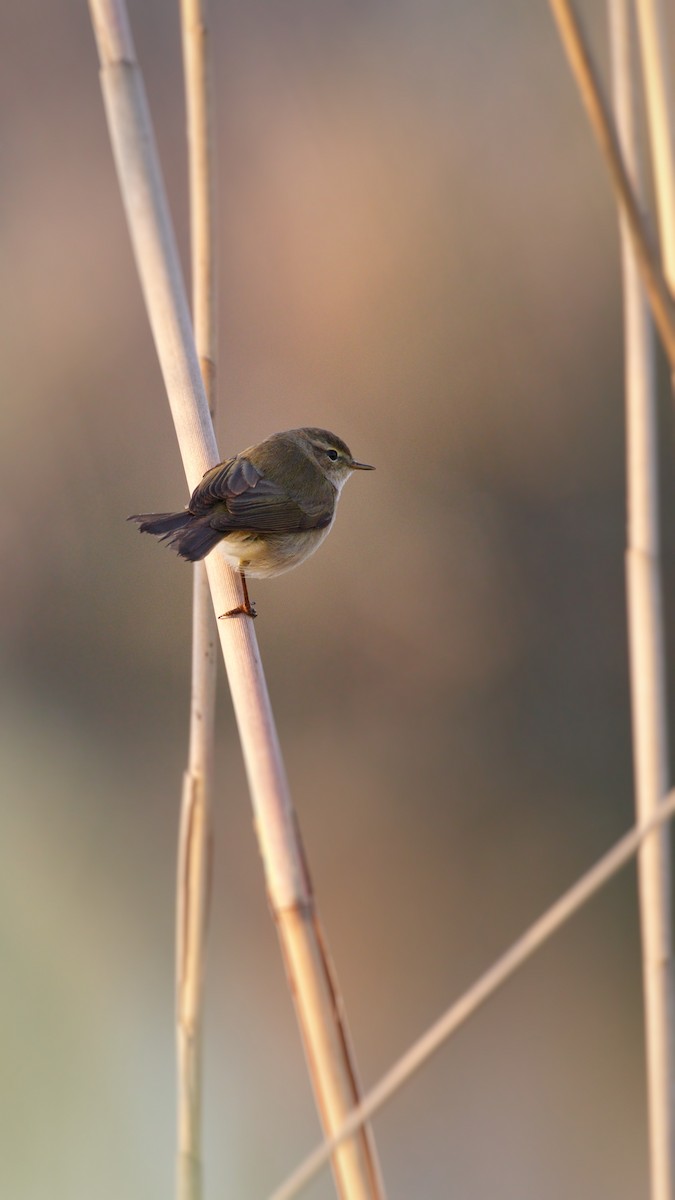 Common Chiffchaff - YUSUF CANBAZ