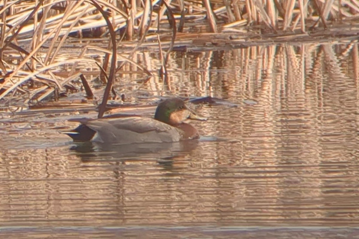 Gadwall x Mallard (hybrid) - ML615787179