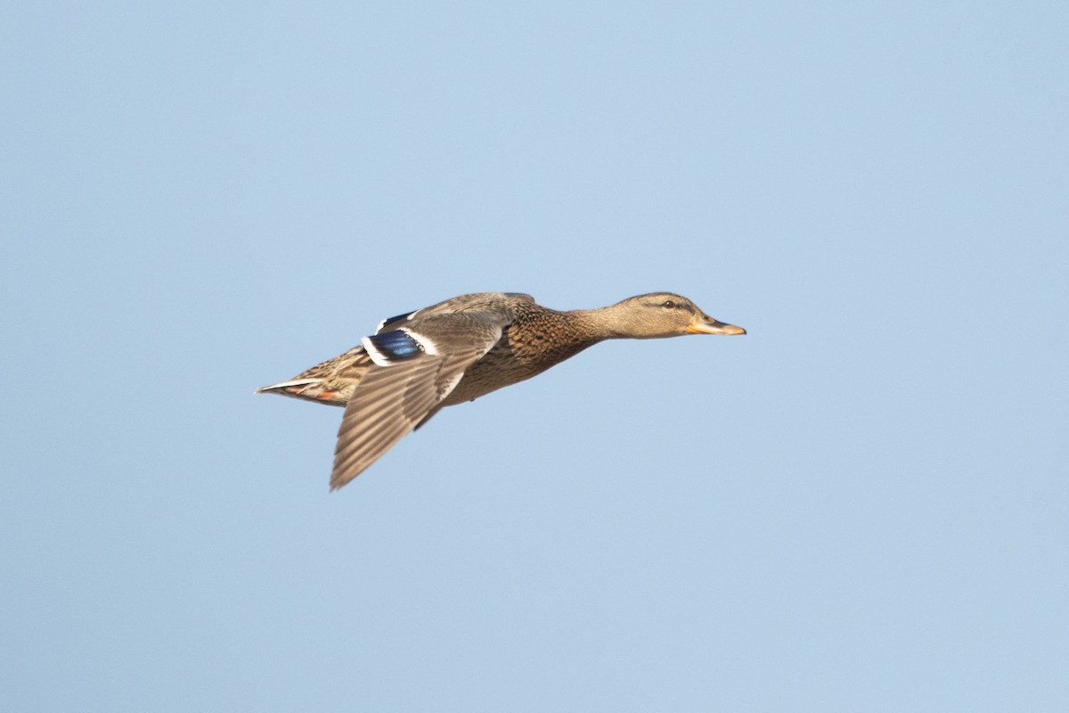 Mallard - ML615787195