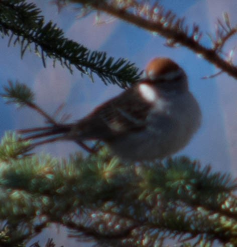 Chipping Sparrow - ML615787274