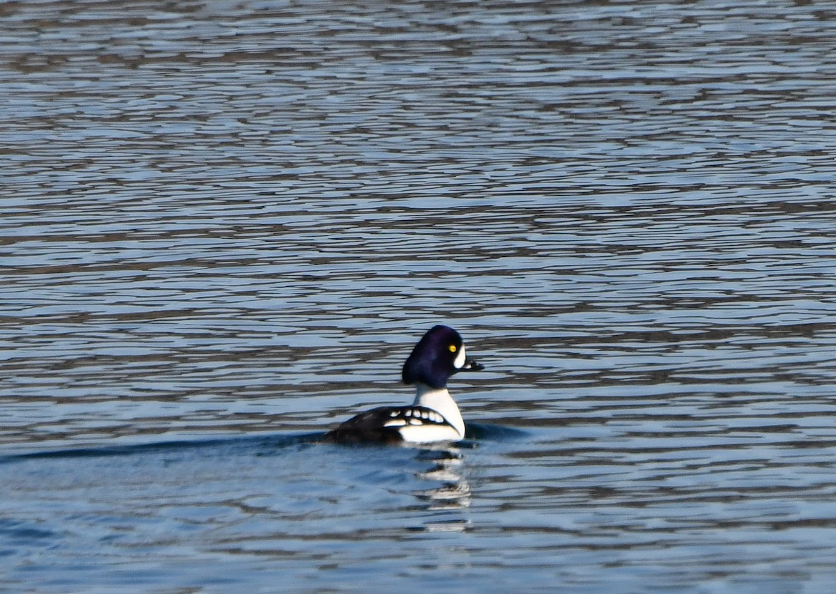 Barrow's Goldeneye - ML615787370