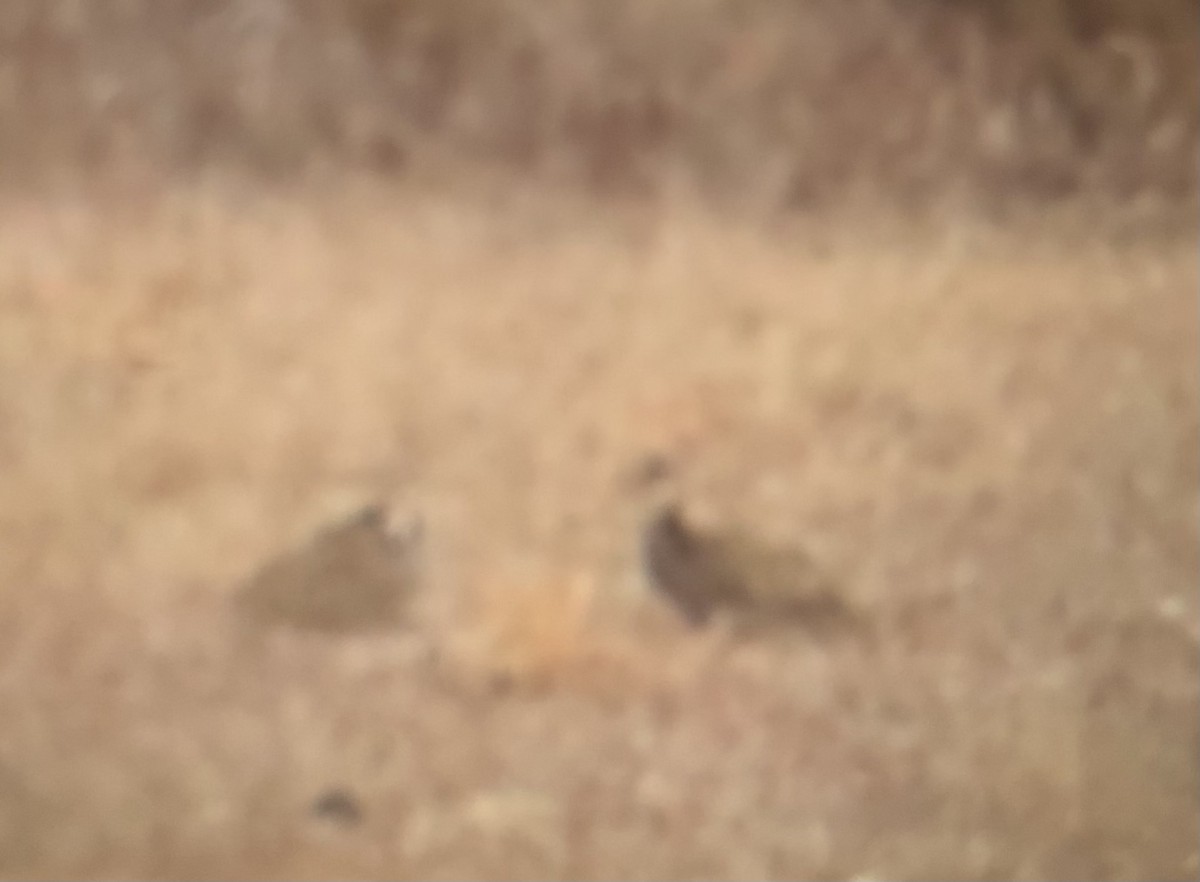 Greater Prairie-Chicken - ML615787518