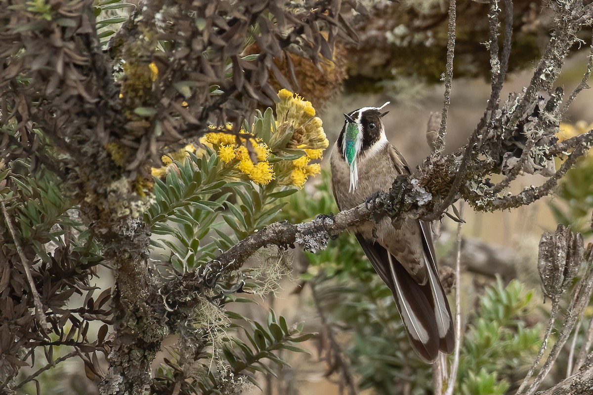 kolibřík přílbový - ML615787522