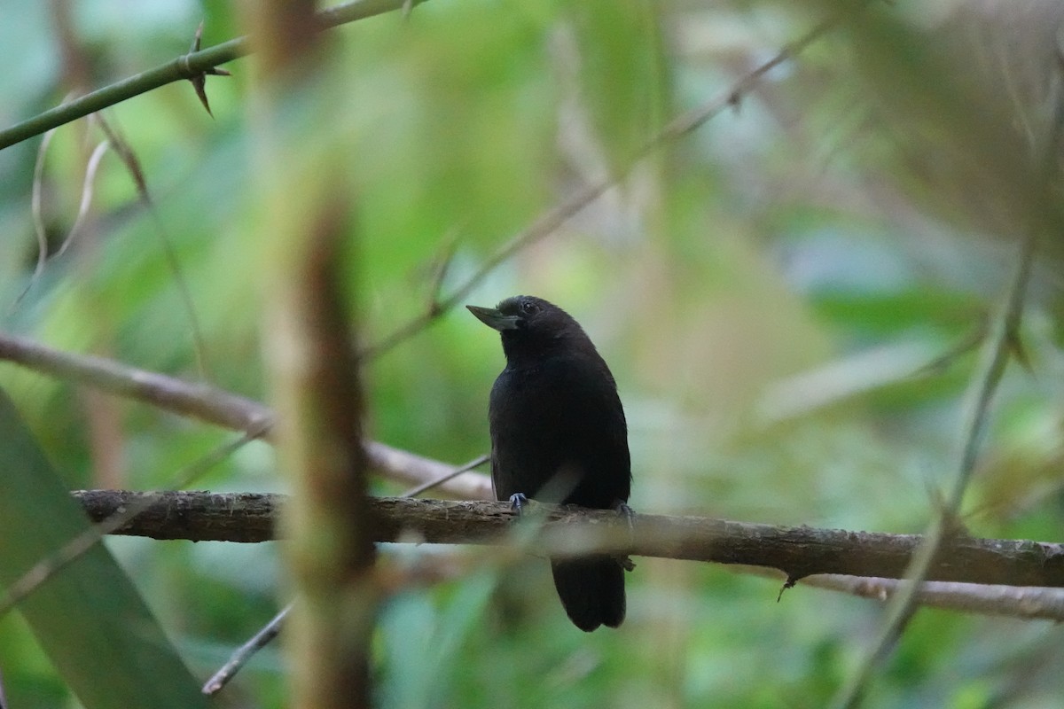 Recurve-billed Bushbird - ML615787544