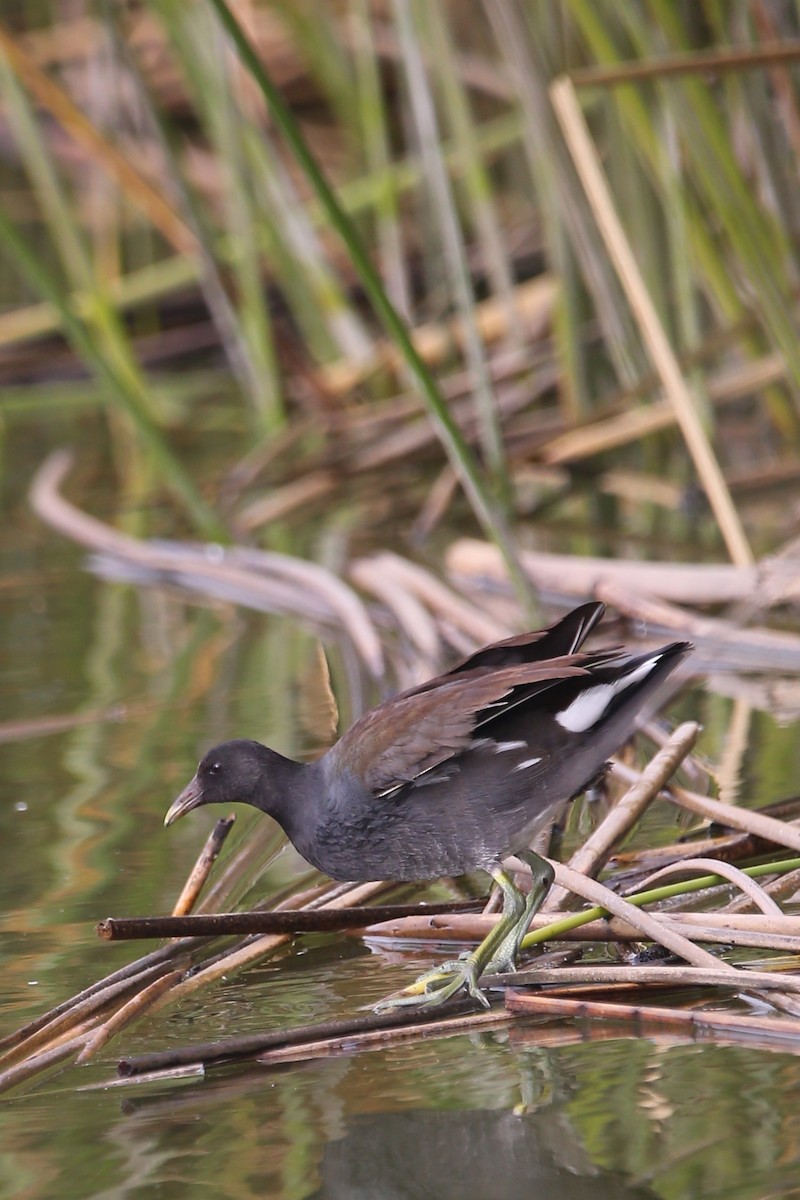 Common Gallinule - ML615787558