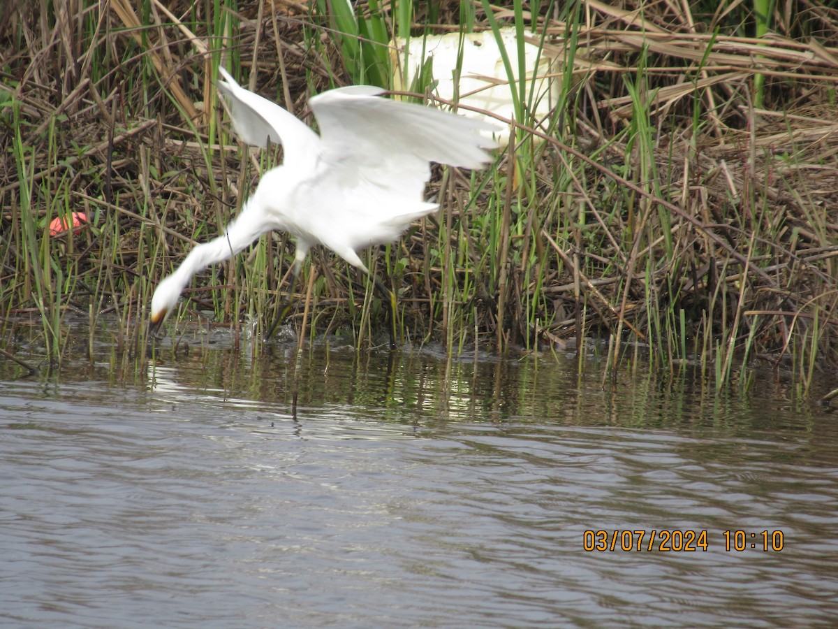 Snowy Egret - ML615787567