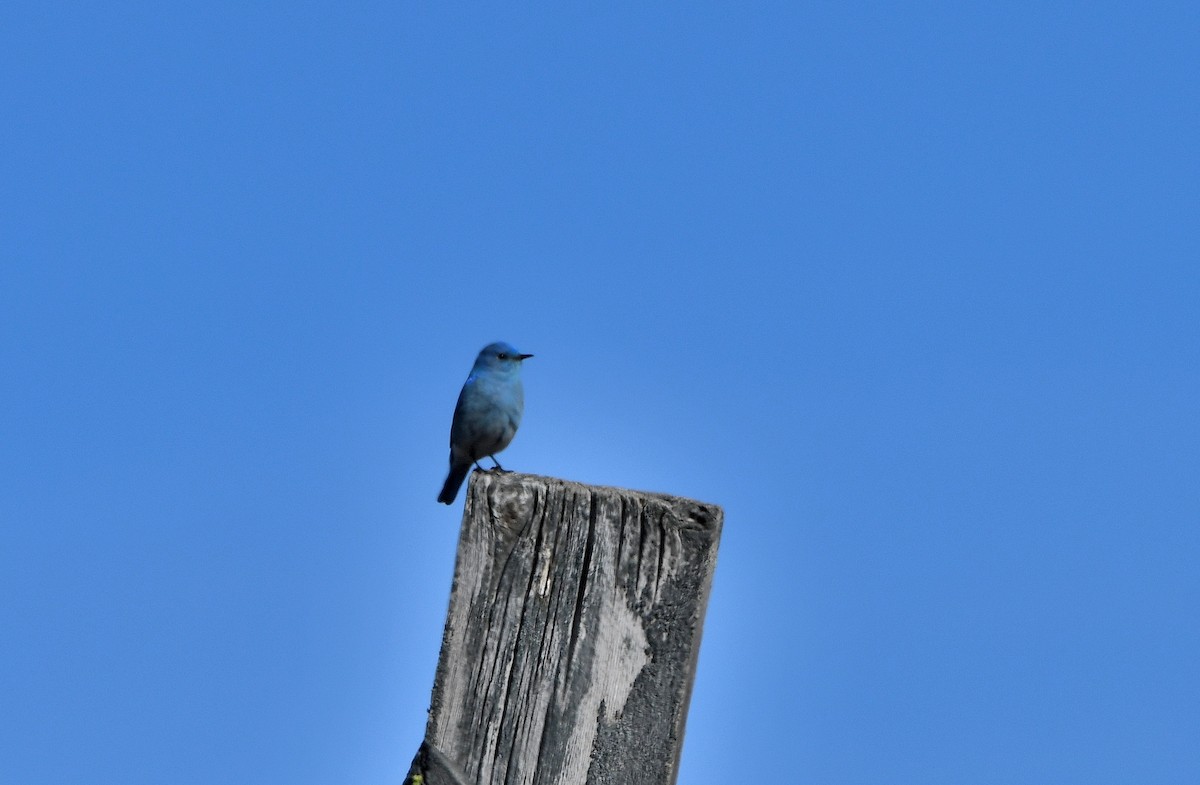 Mountain Bluebird - ML615787577