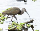 Glossy x White-faced Ibis (hybrid) - Gayle Green