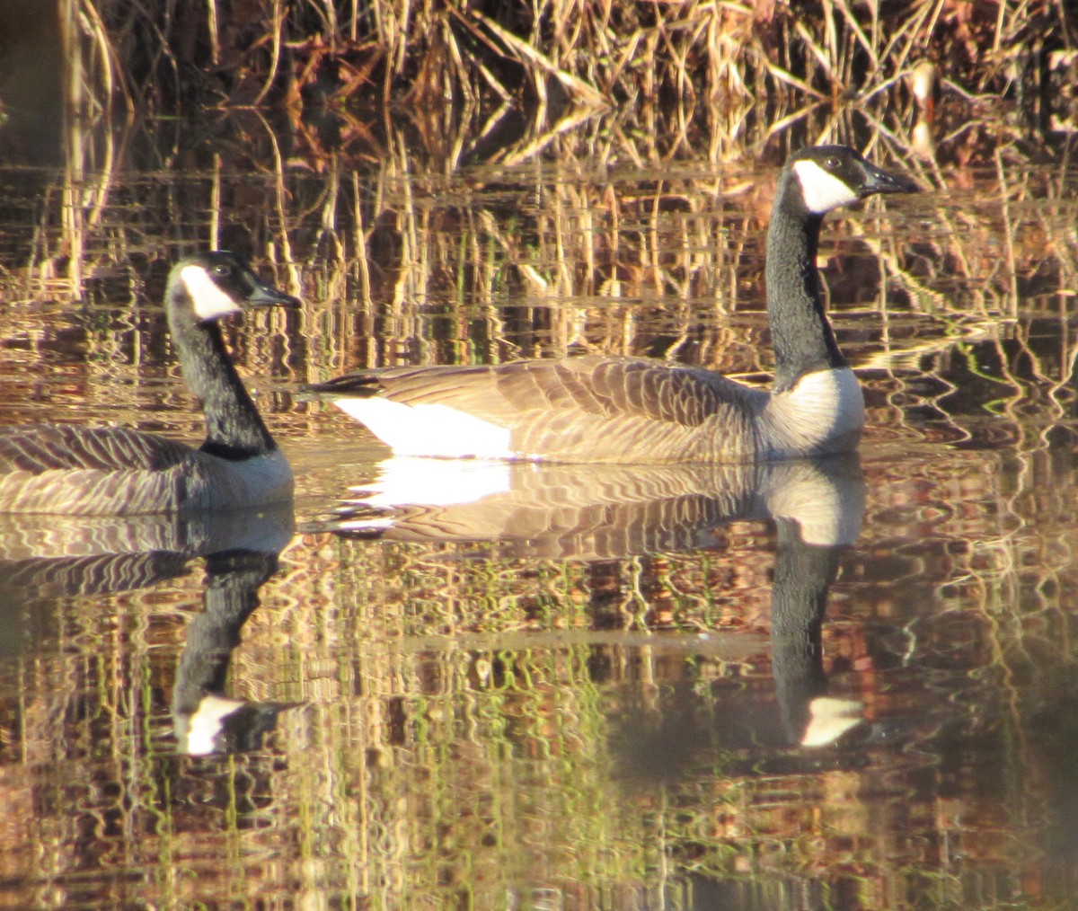 Canada Goose - Loren Hintz