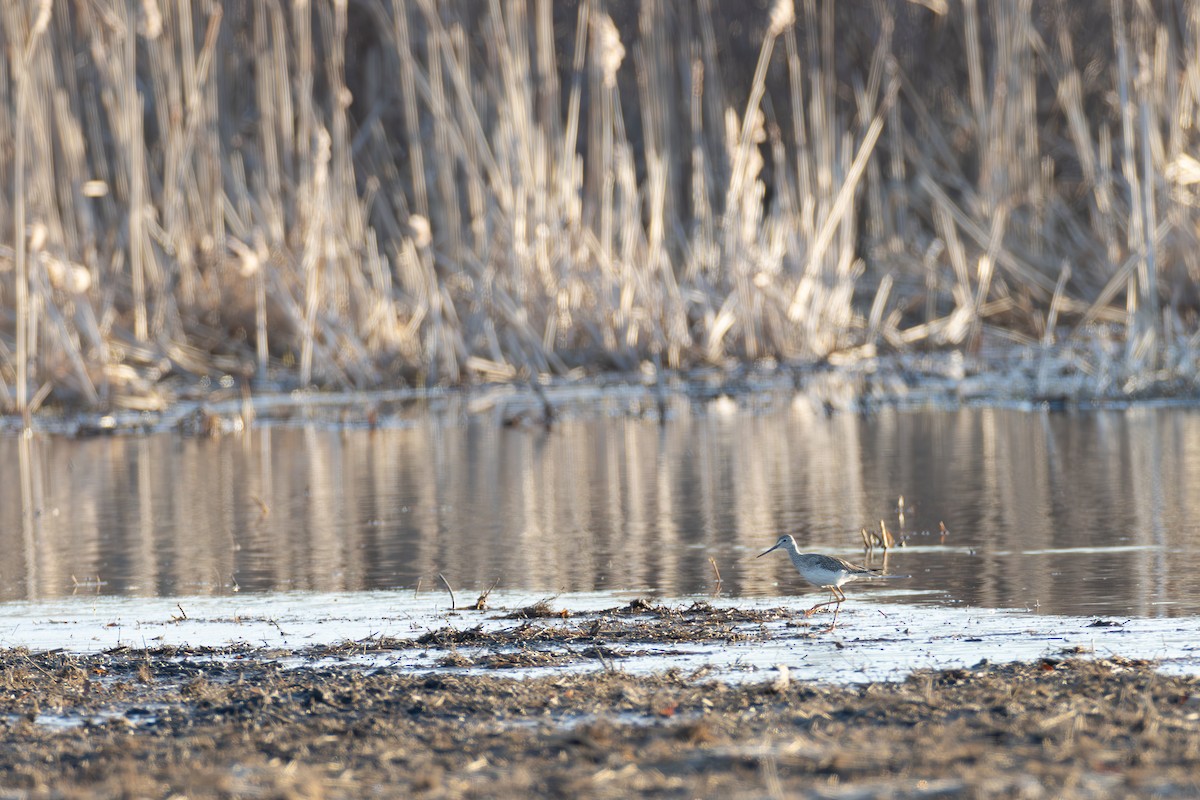 Greater Yellowlegs - ML615787698