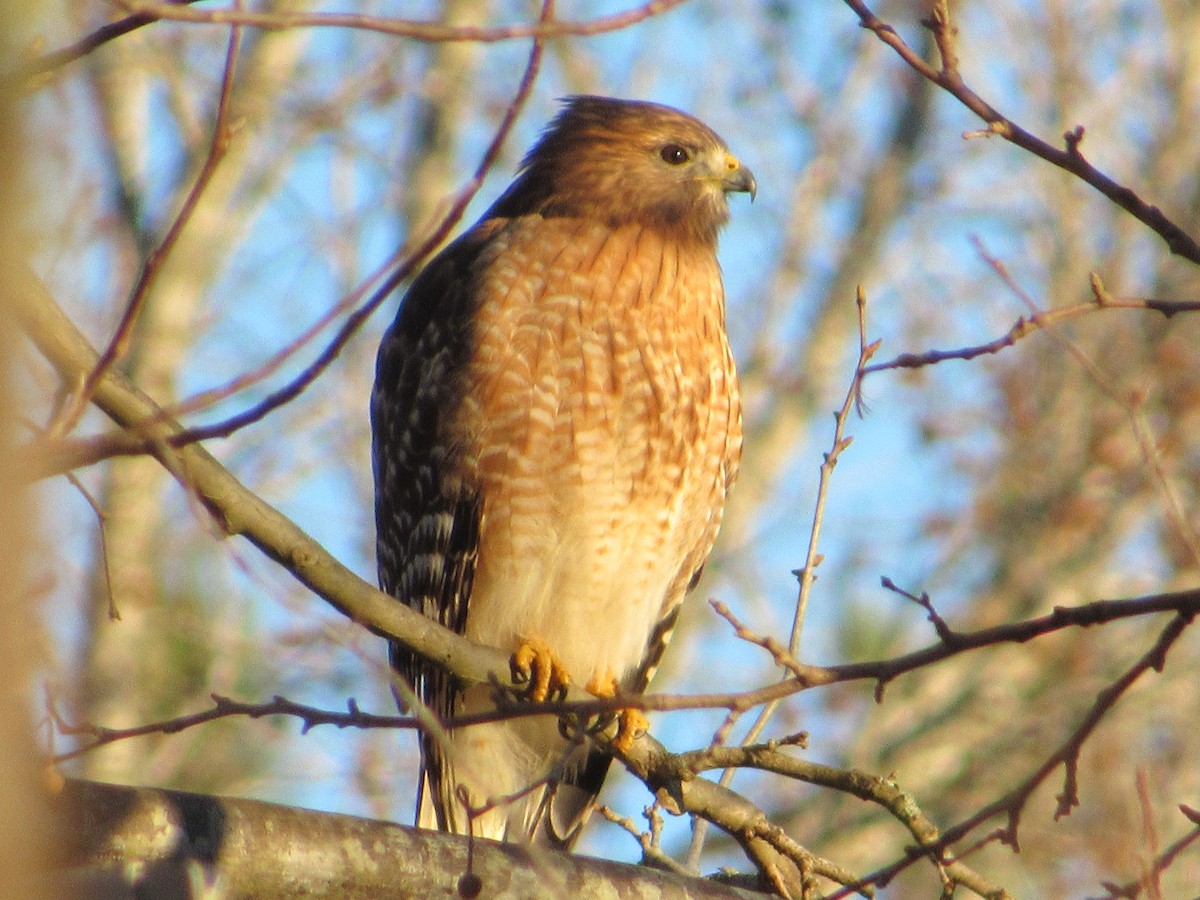 Red-shouldered Hawk - Loren Hintz