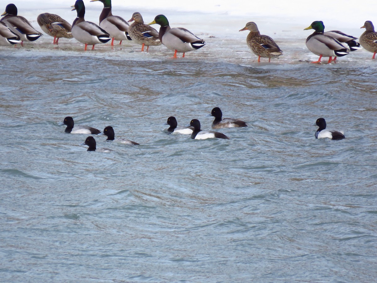 Lesser Scaup - ML615787705