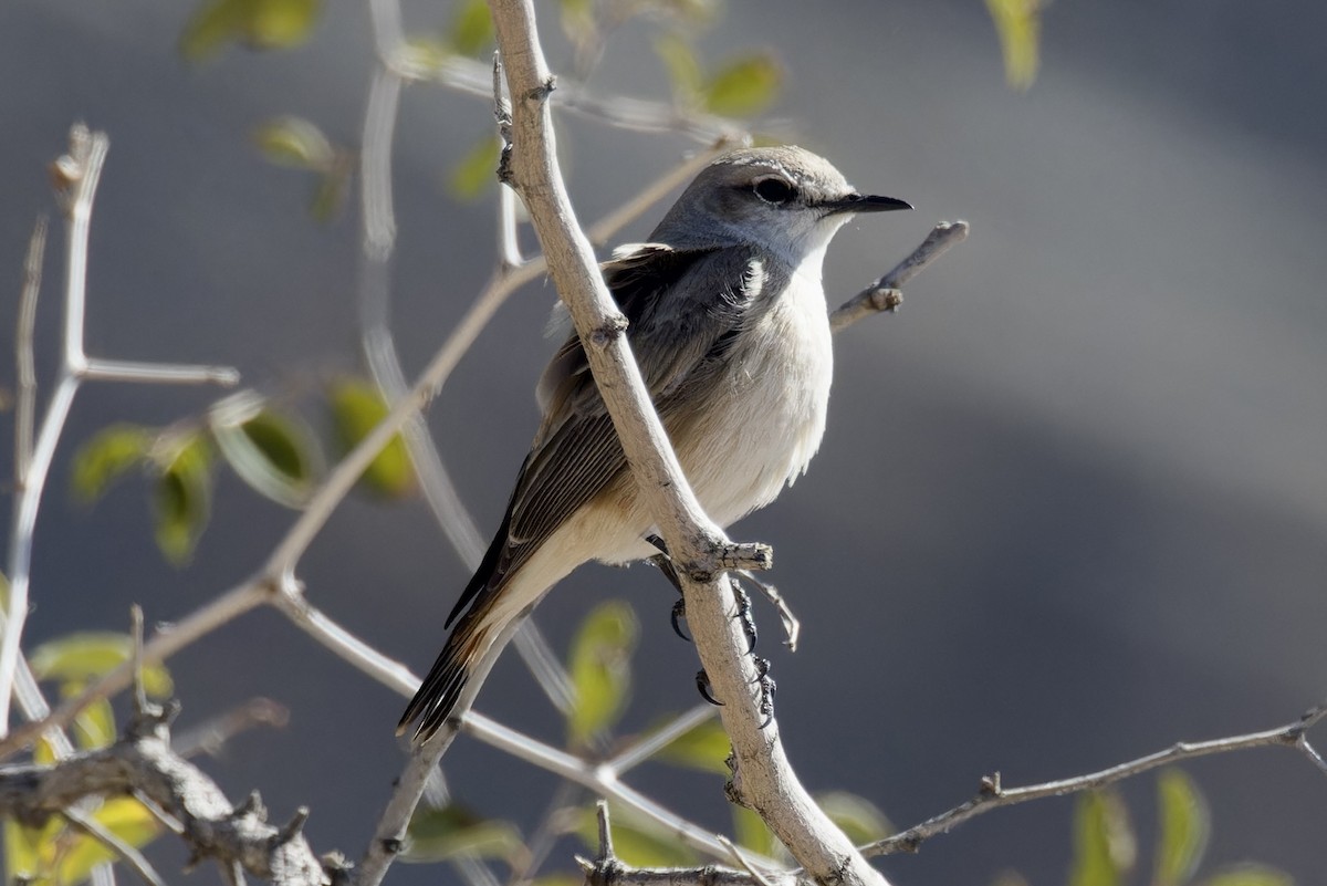 Hooded Wheatear - Ted Burkett