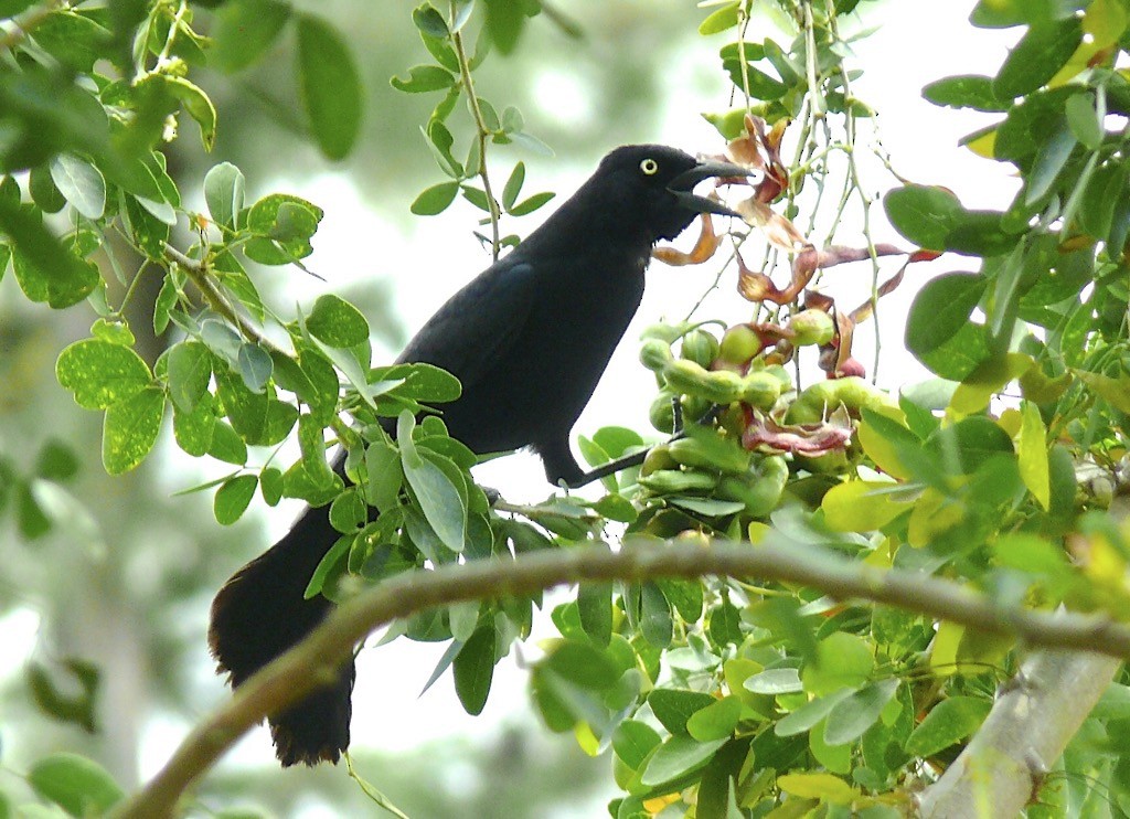 Greater Antillean Grackle - ML615787735