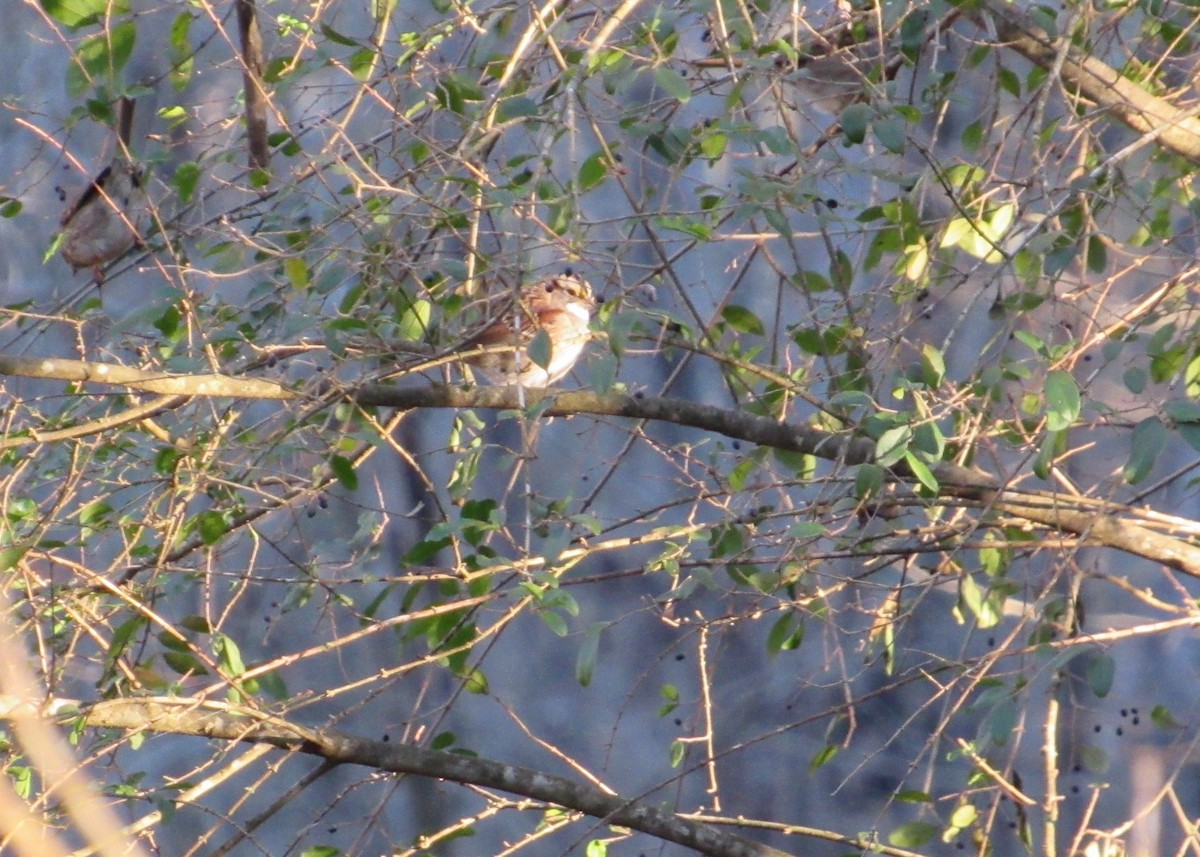 White-throated Sparrow - Loren Hintz