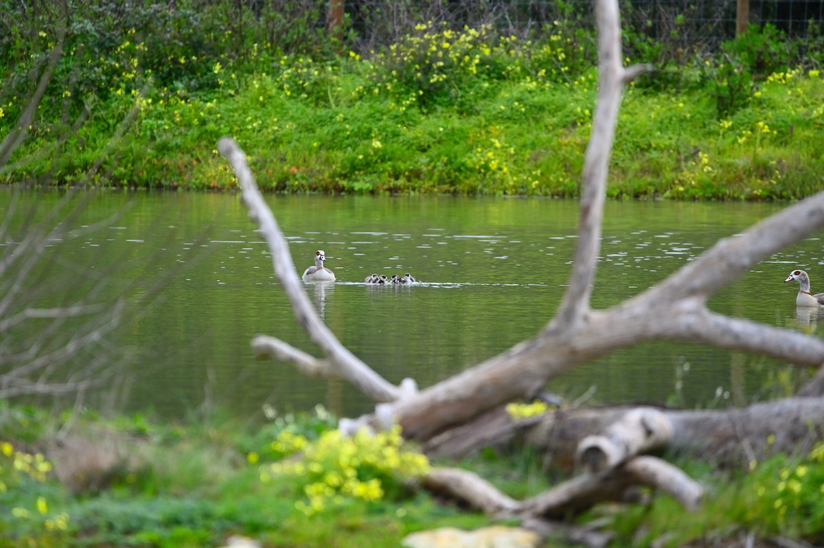 Egyptian Goose - ML615787789