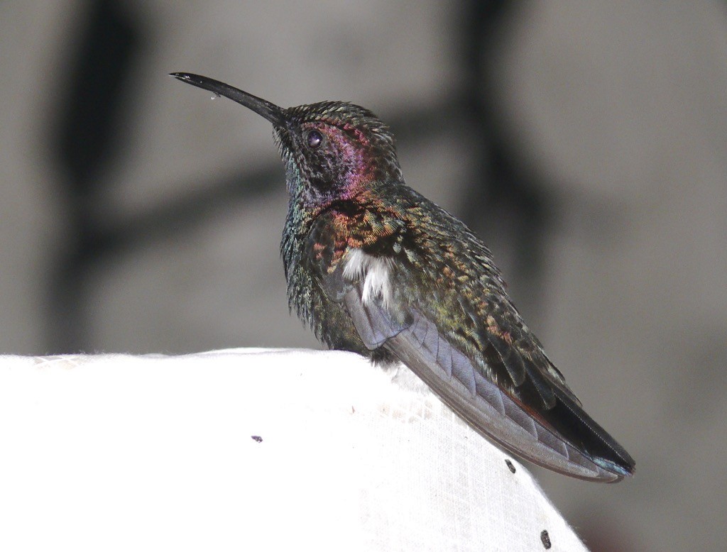 kolibřík jamajský - ML615787804