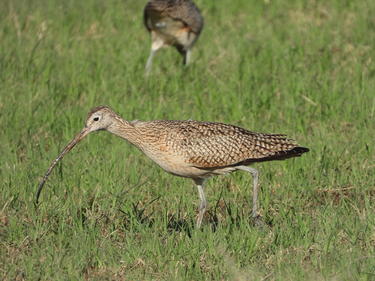 Long-billed Curlew - ML615787813