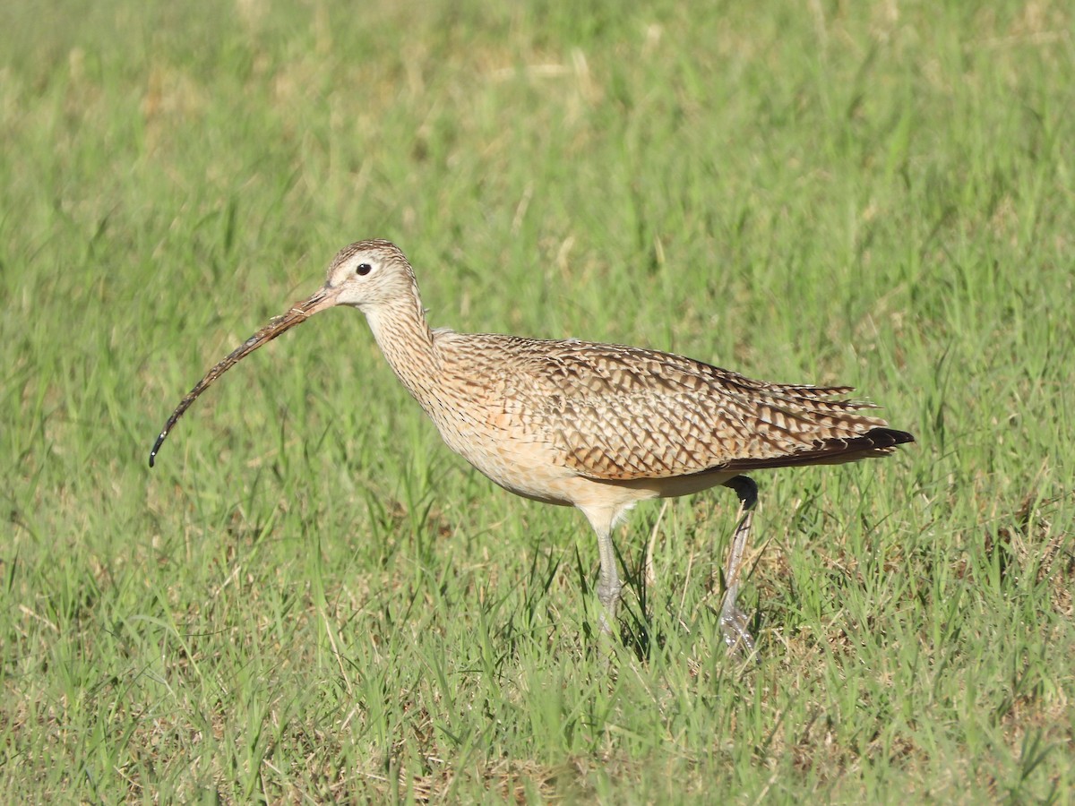 Long-billed Curlew - ML615787819