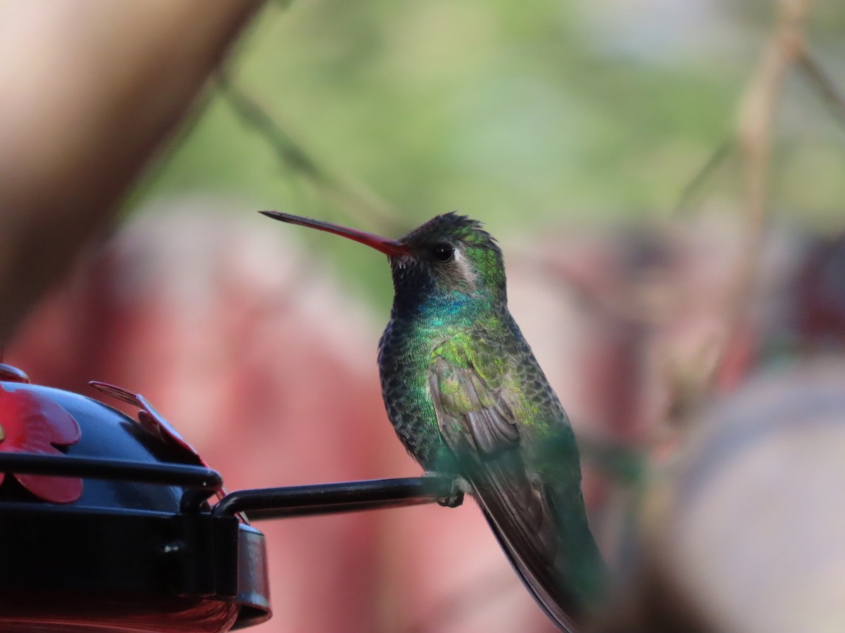 Broad-billed Hummingbird - Pat Paternostro