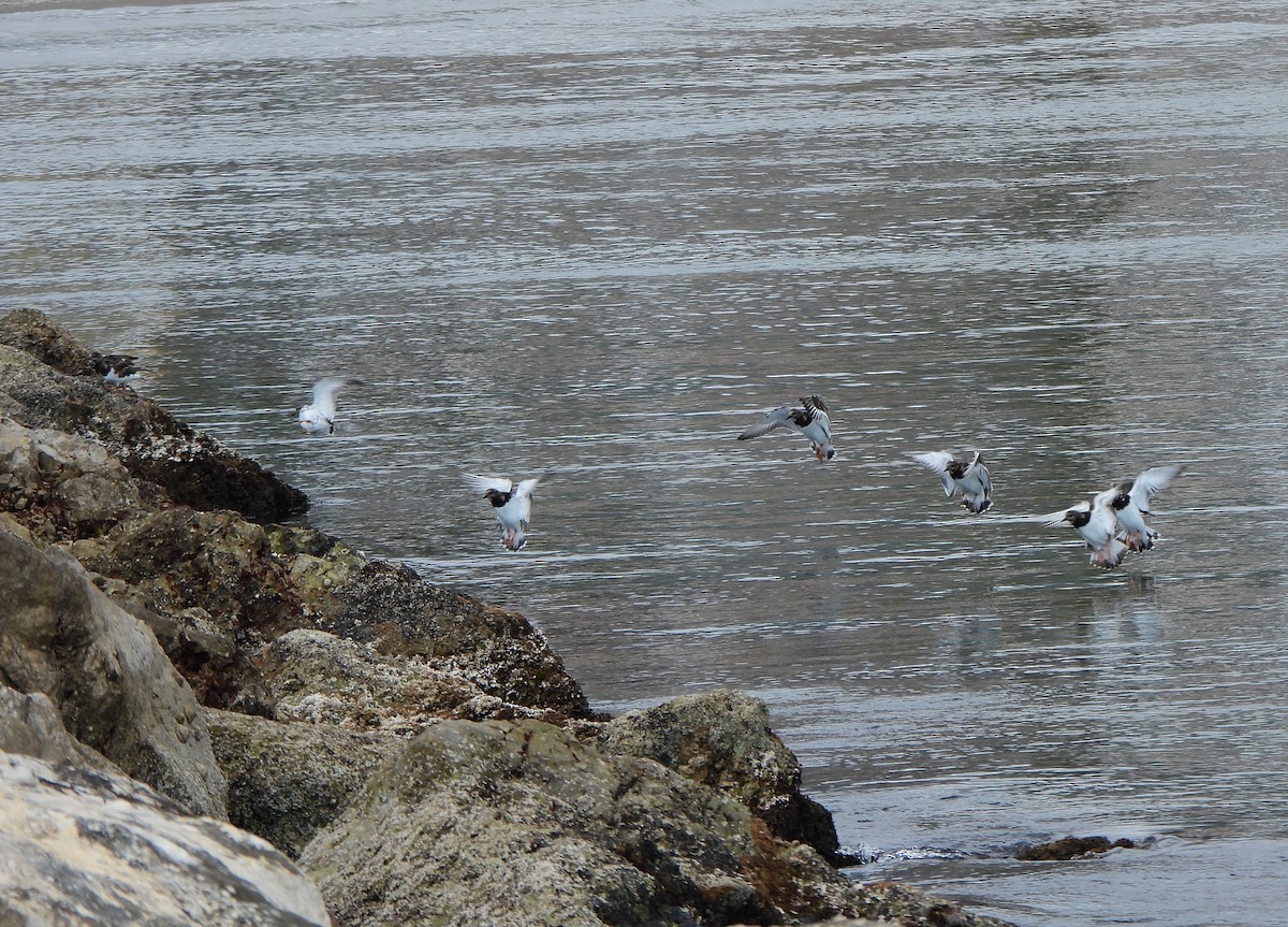 Ruddy Turnstone - ML615787855