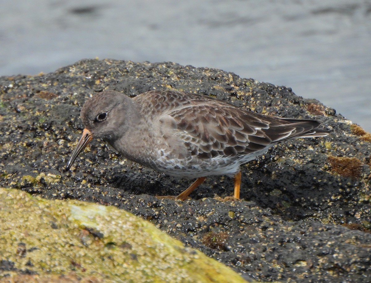 Purple Sandpiper - Ignacio Barrionuevo