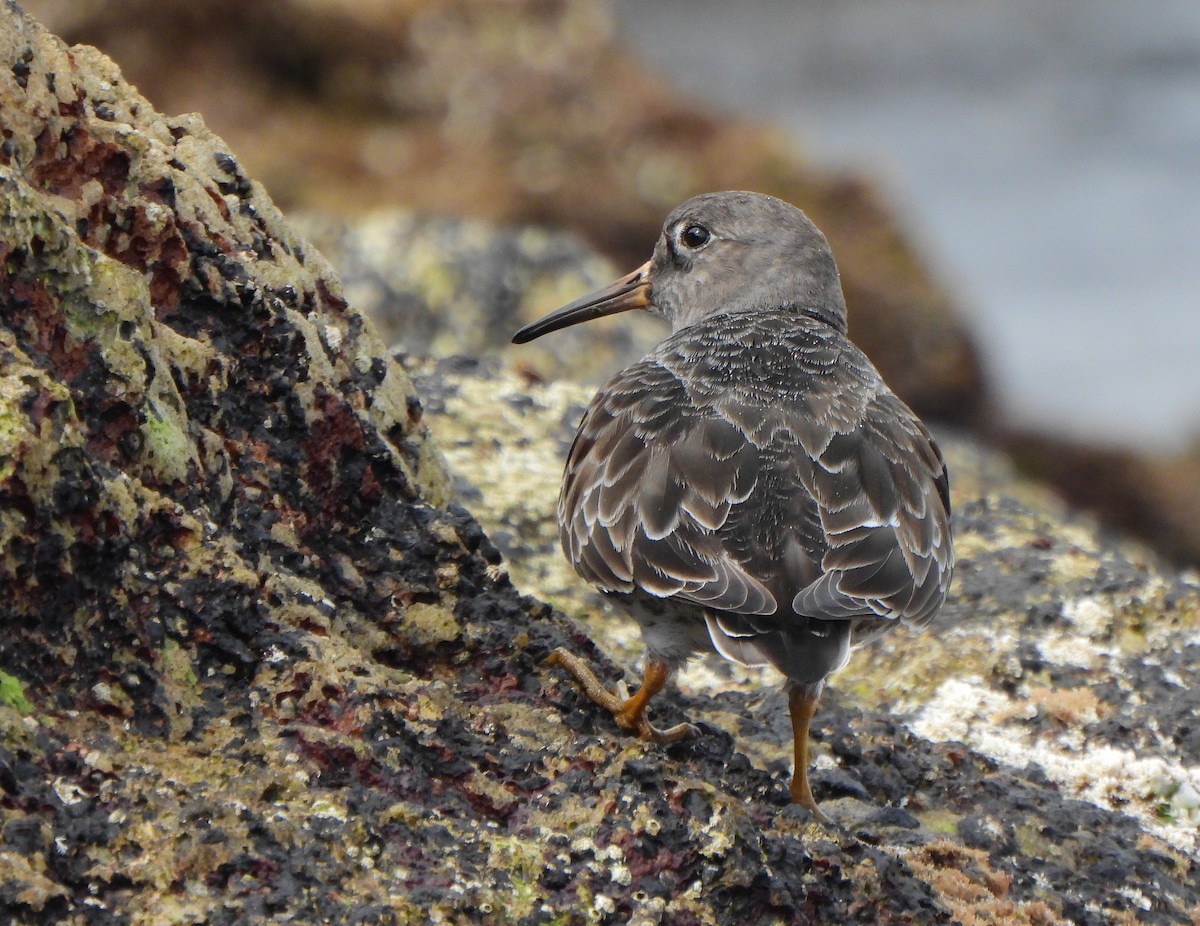 Purple Sandpiper - Ignacio Barrionuevo