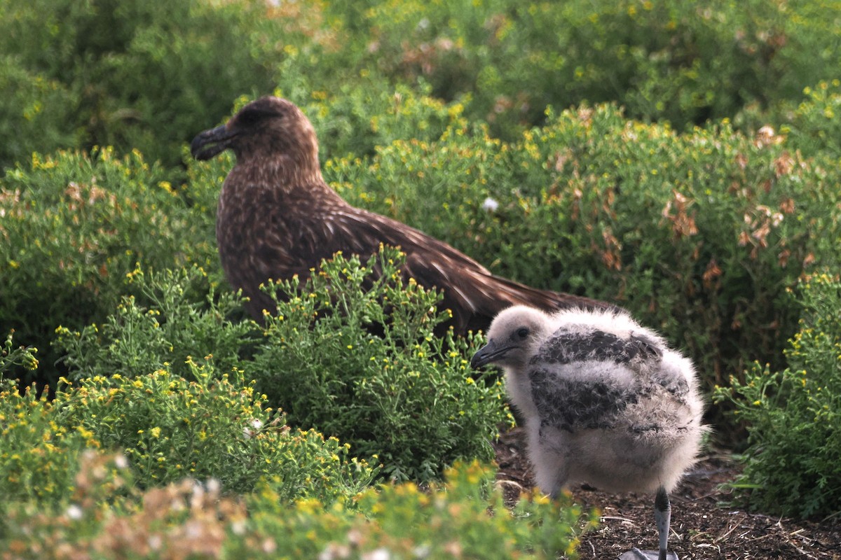 Антарктический поморник (antarcticus) - ML615787889