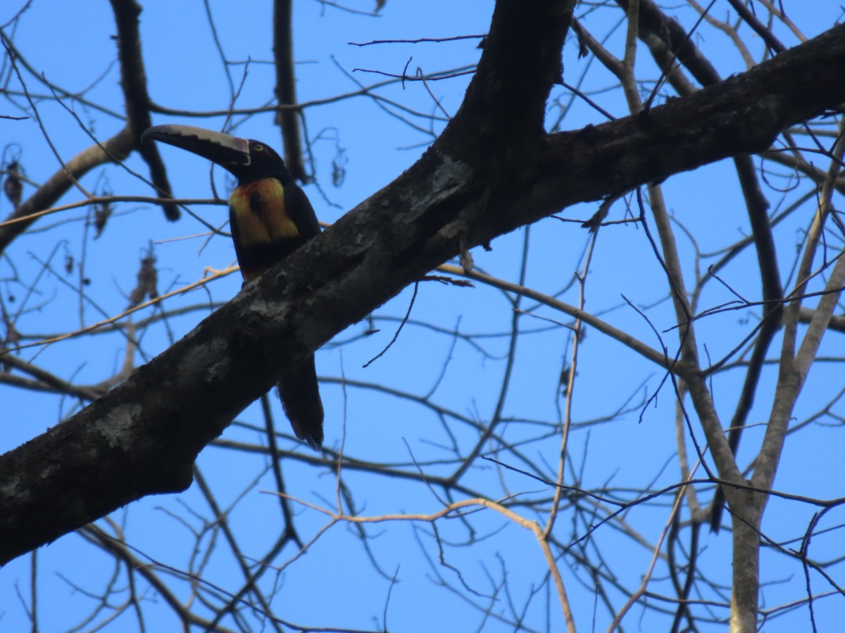 Collared Aracari - ML615787891