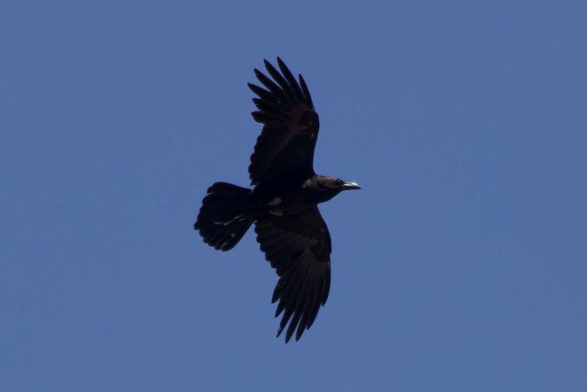 Brown-necked Raven - ML615787899