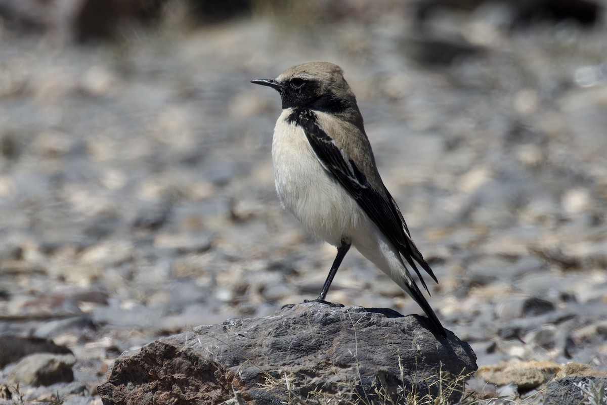 Desert Wheatear - ML615787902