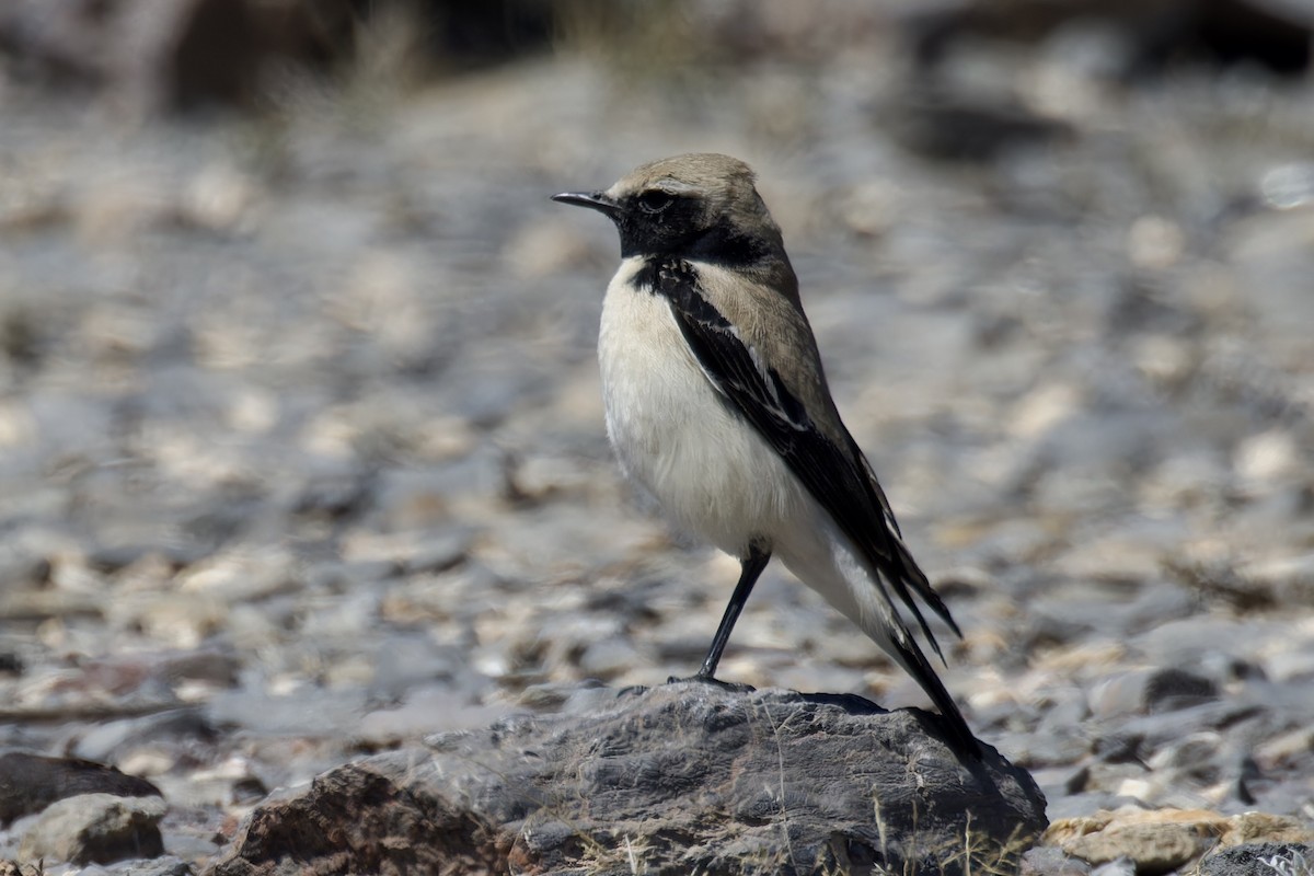 Desert Wheatear - ML615787903