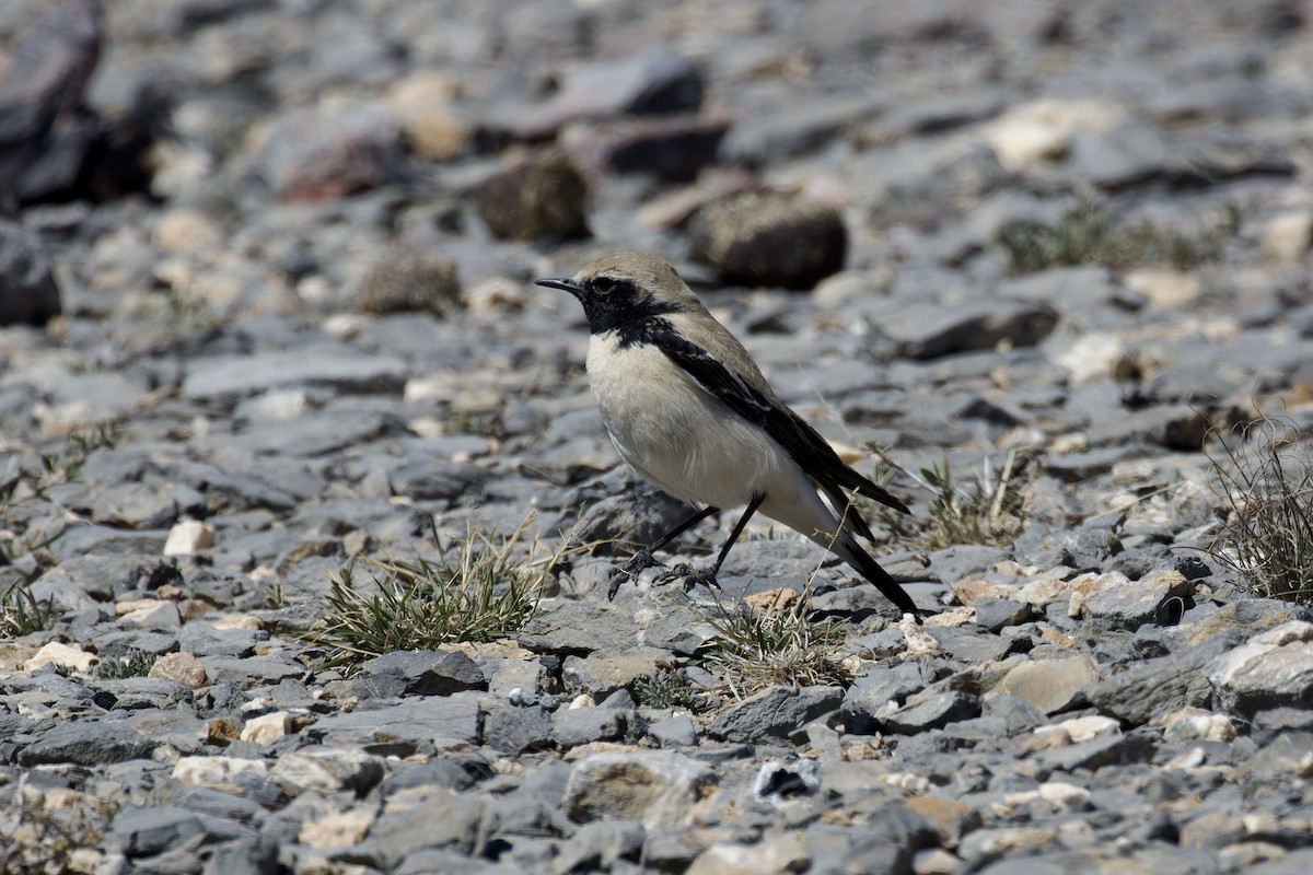 Desert Wheatear - Ted Burkett